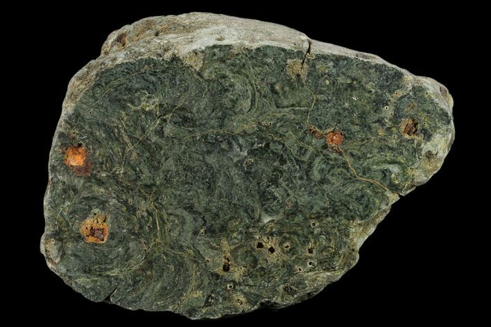 Polished Stromatolite (Alcheringa) Section - Billion Years #133047